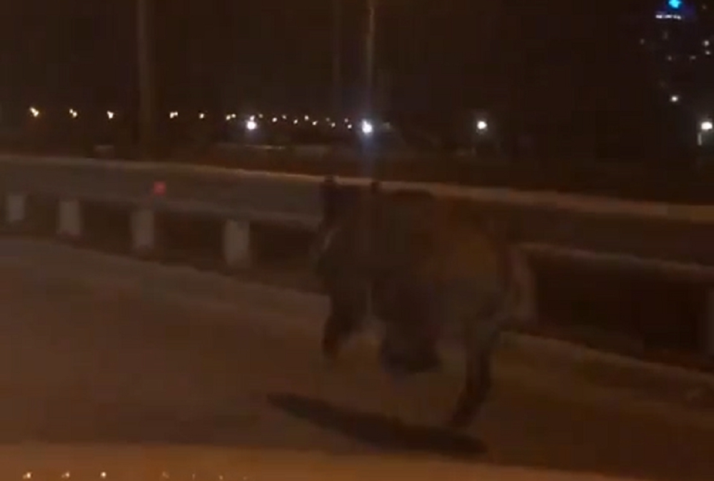 Кабан, бегающий по улицам Ростова, напугал горожан