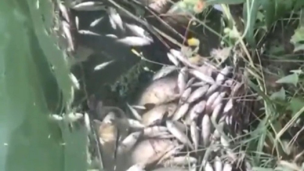 Мертвой рыбой покрыло поверхность пруда в Аксайском районе