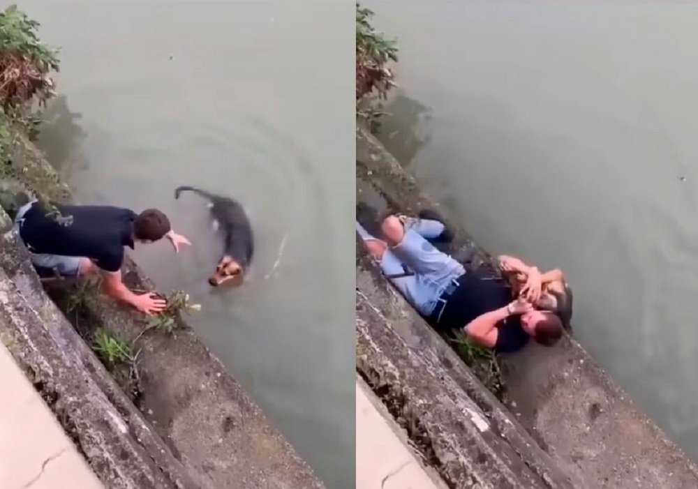 Душераздирающее видео со спасением собаки из реки взорвало сеть