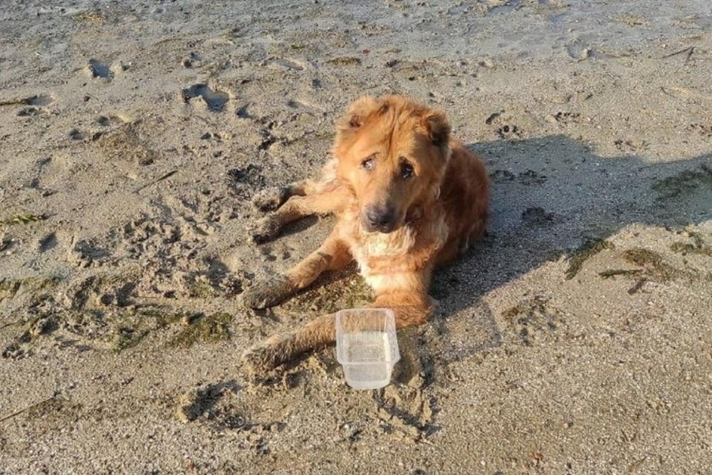Брошенный хозяином пес две недели ждет своего человека на берегу Азовского моря