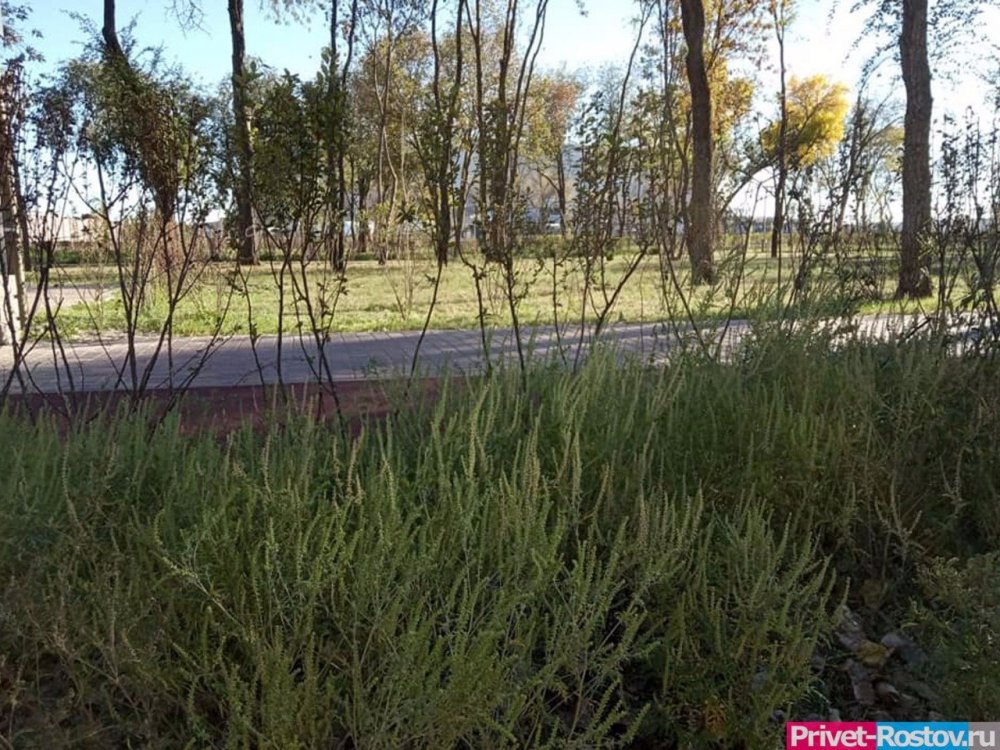 Концентрация пыльцы амброзии в воздухе в Ростовской области достигло критической отметки