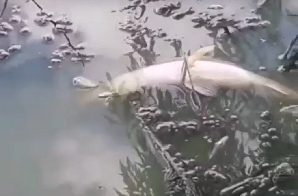 В водоеме в Батайске погибла рыба