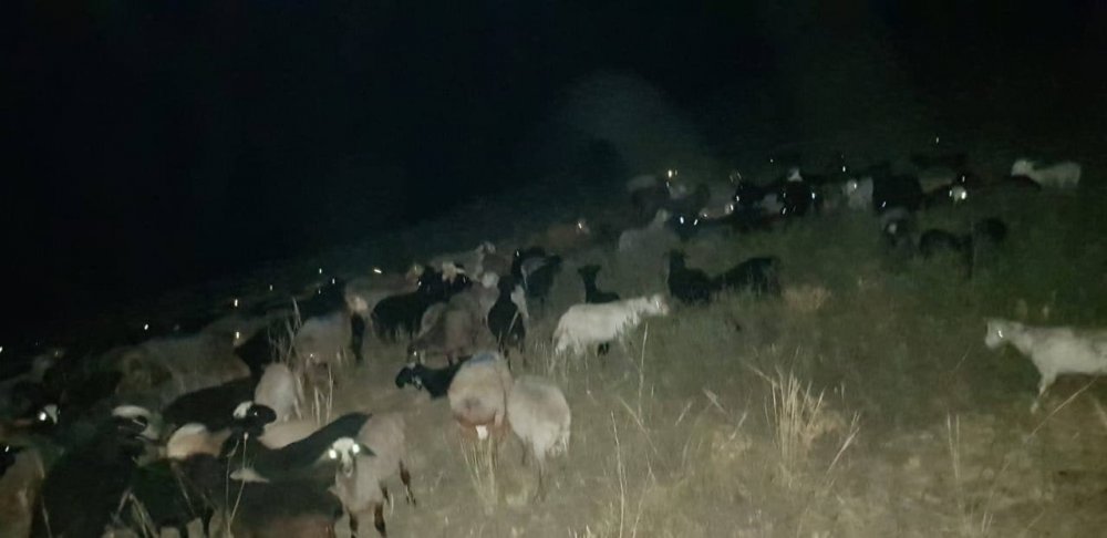 Стадо коз, тайно пересекающее границу с Ростовской областью, задержали пограничники ФСБ