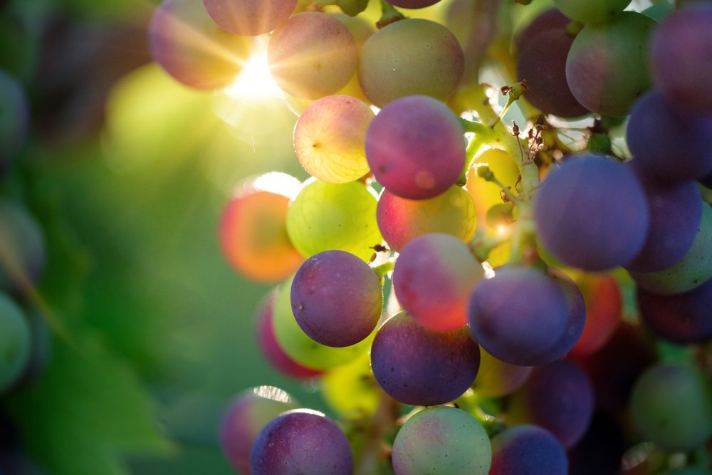 Стало известно, как неурожай винограда отразится на производстве вина в России