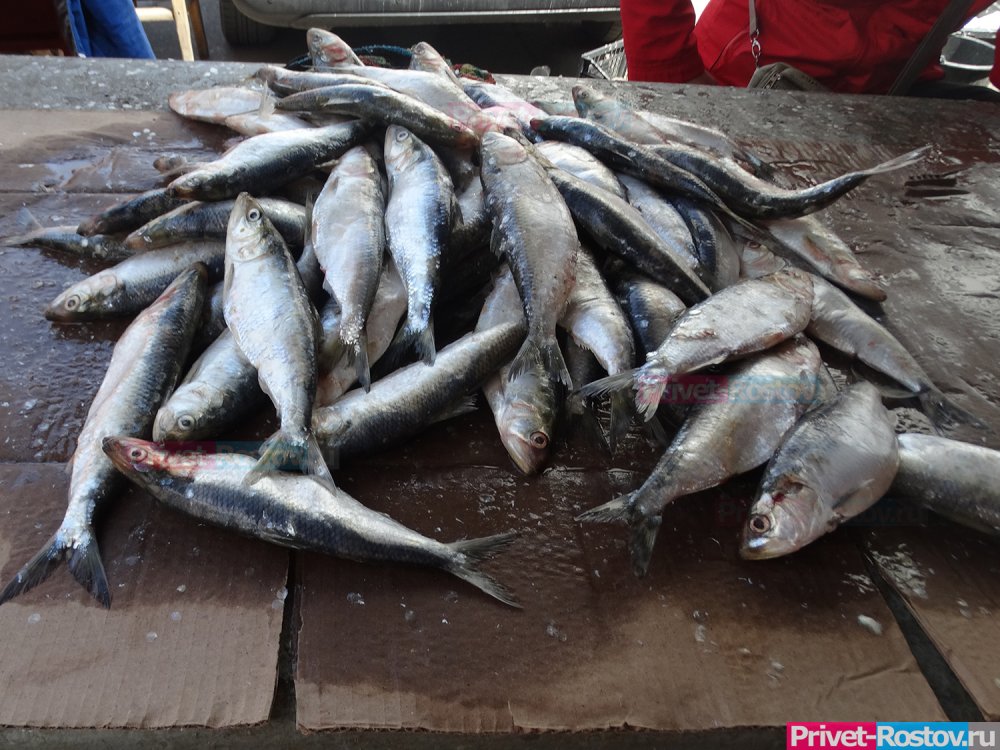 70 кг свежей рыбы задержали на границе Ростовской области и Украины