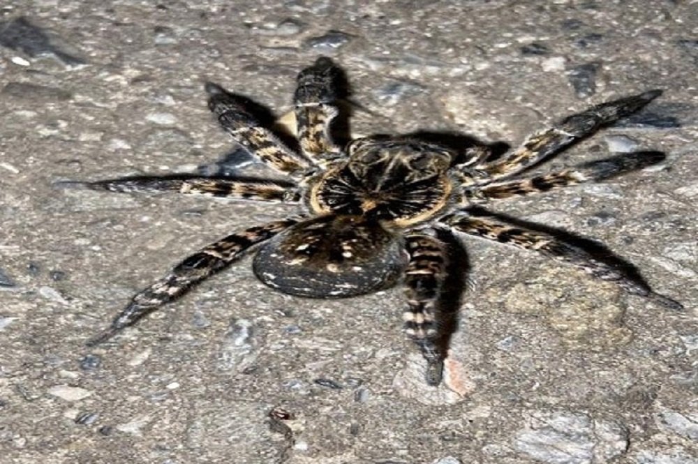 В центре Таганрога горожане обнаружили тарантула