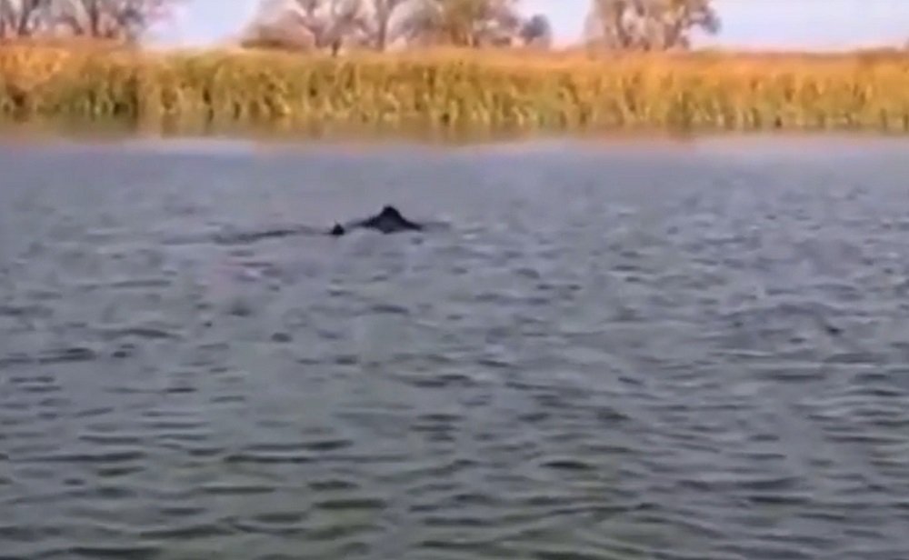 Под Ростовом в реке Кагальник заметили плавающих дельфинов: видео