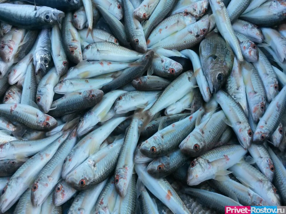 Мертвая рыба завалила пляжи в Таганроге