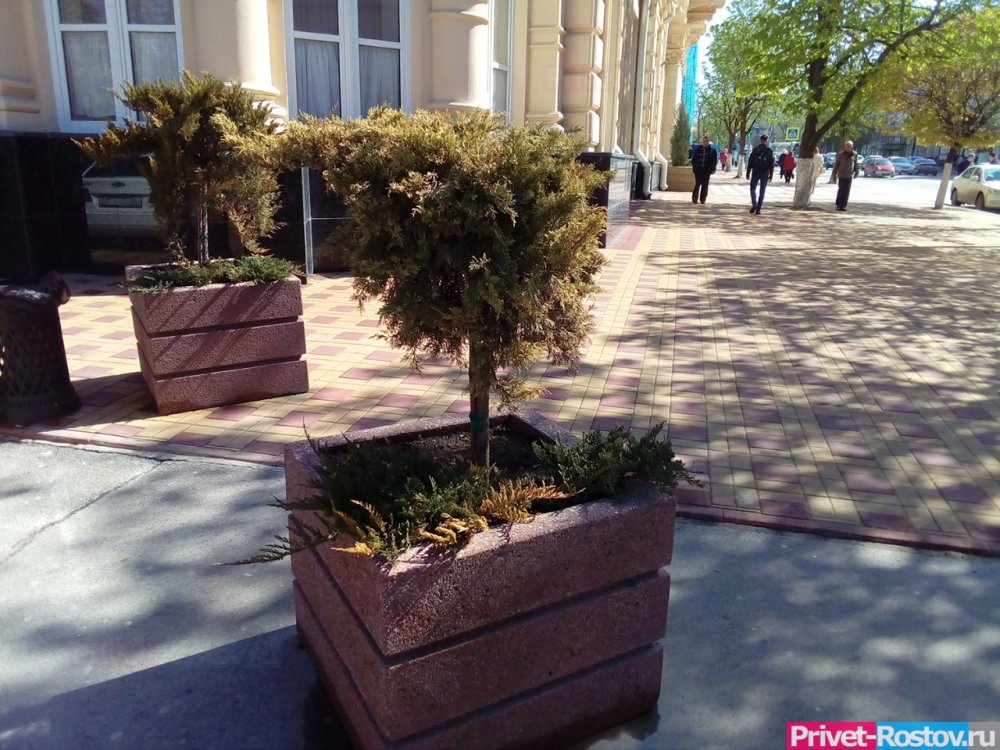 Улицу Горького в Ростове озеленят кадками вместо нормальных деревьев