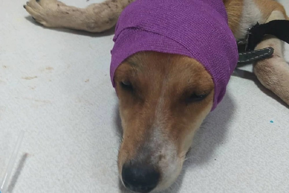 Мстивший за ребенка спасатель МЧС напал на собачий приют под Новочеркасском и расстрелял пса
