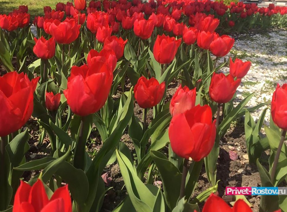 Непривитым жителям в Ростовской области запретят любоваться тюльпанами
