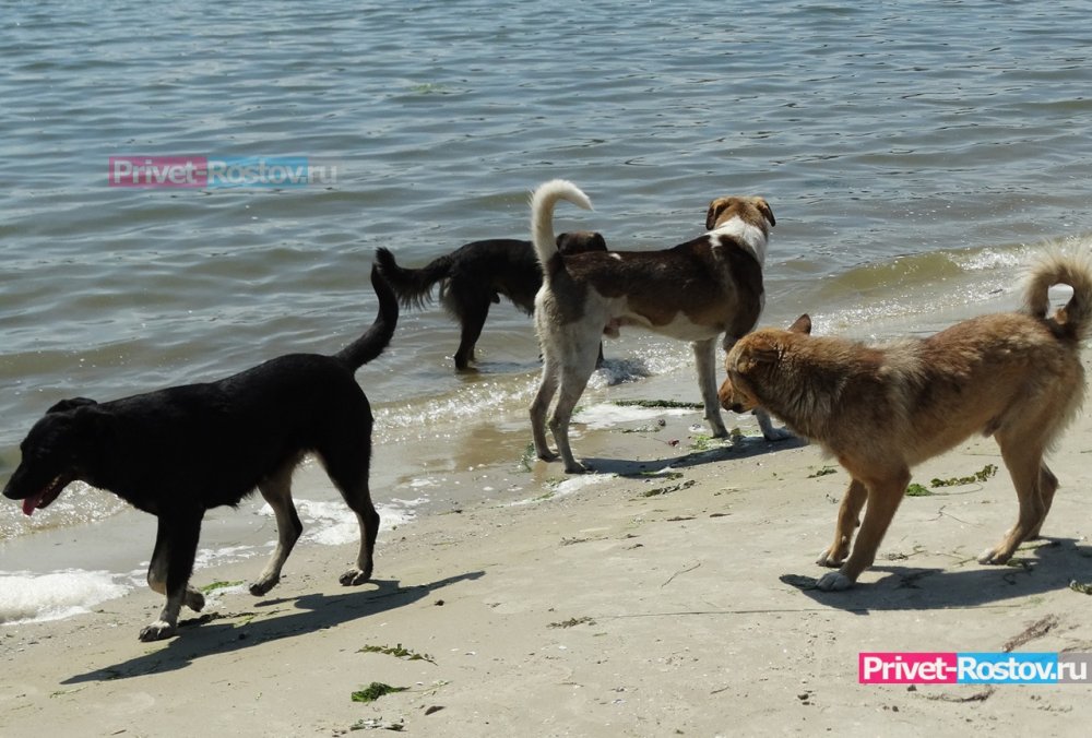 В Ростовской области с собаками провели разъяснительную беседу о недопустимости нападения на людей