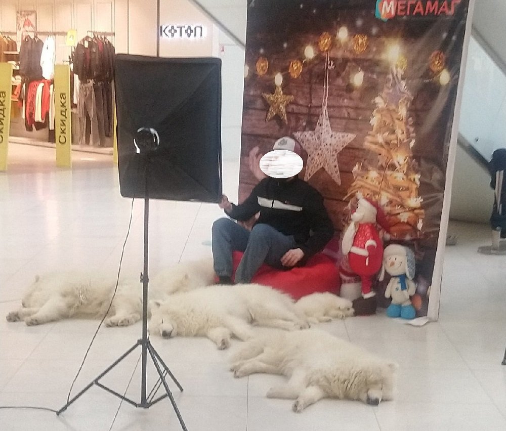 Состояние собак в фотозоне торгового центра Мегамаг в Ростове напугало жителей города
