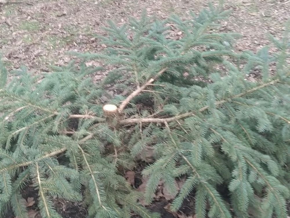 В парке Собино в Ростове вандалы спилили елки