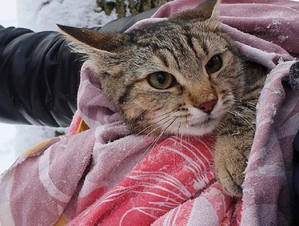 В Ростове спасли бездомного кота, застрявшего на верхушке дерева 26 января