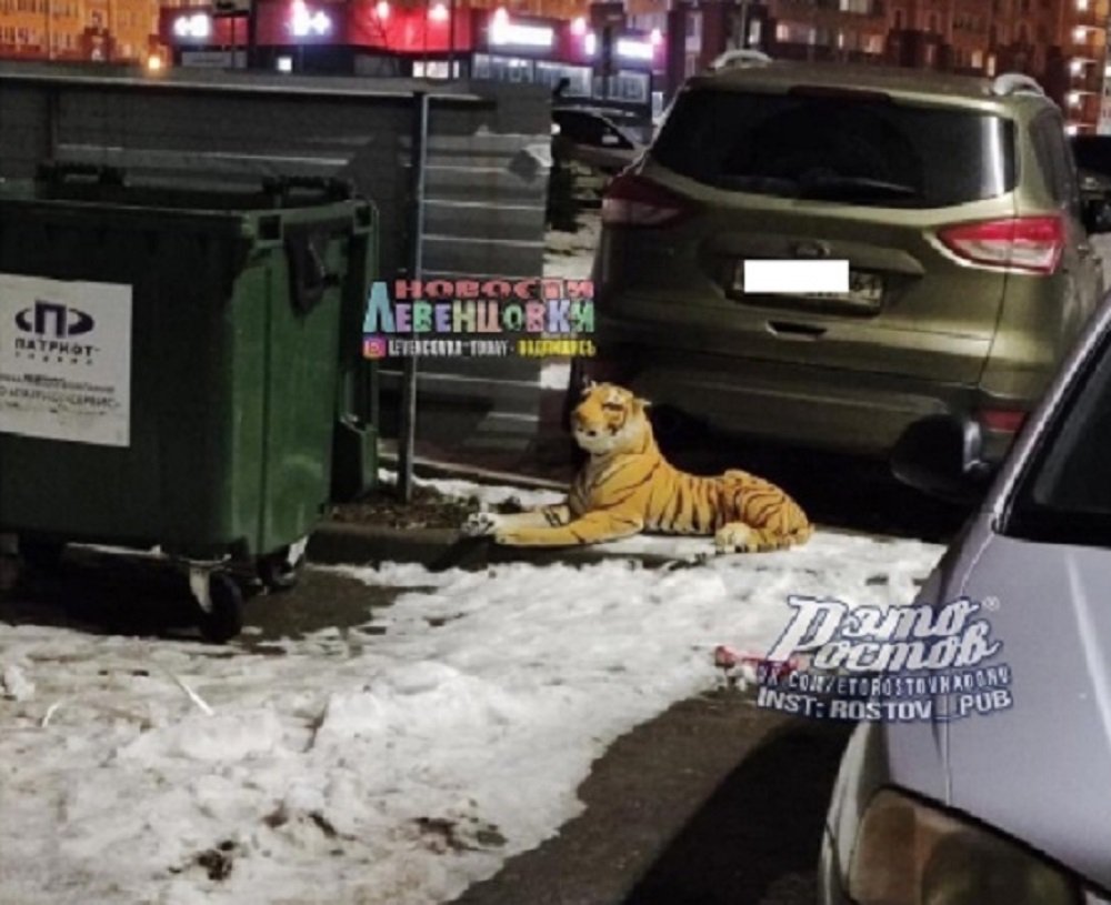 Тигр на мусорке вызвал народный гнев жителей в Ростове-на-Дону 30 января