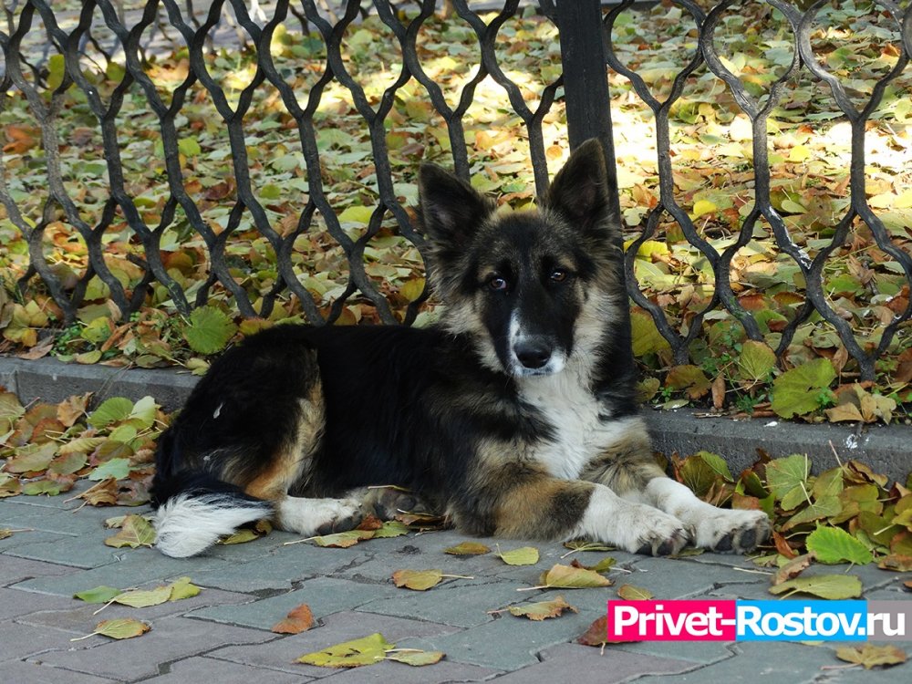 С улиц в Ростове-на-Дону убрали 688 бездомных собак в 2021 году