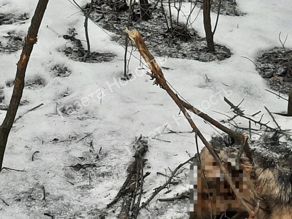 Собаку повесили на дереве умирать извергли в Ростовской области