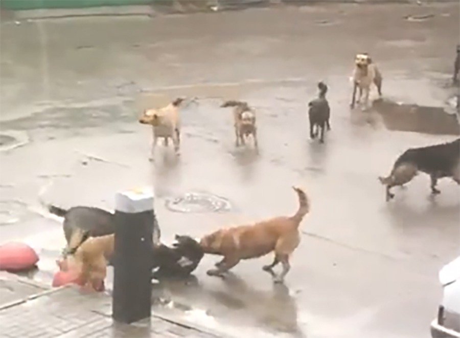 Собачья банда в Ростове на Сельмаше готовится к убийству людей