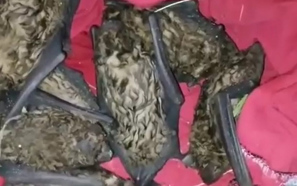 Массовое убийство летучих мышей устроили неизвестные в Батайске