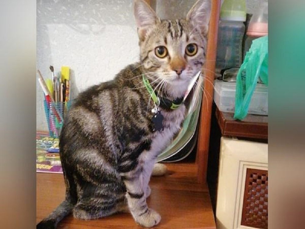 В Новочеркасске ветеринары совершили чудо – спасли кота, упавшего из окна на металлический штырь