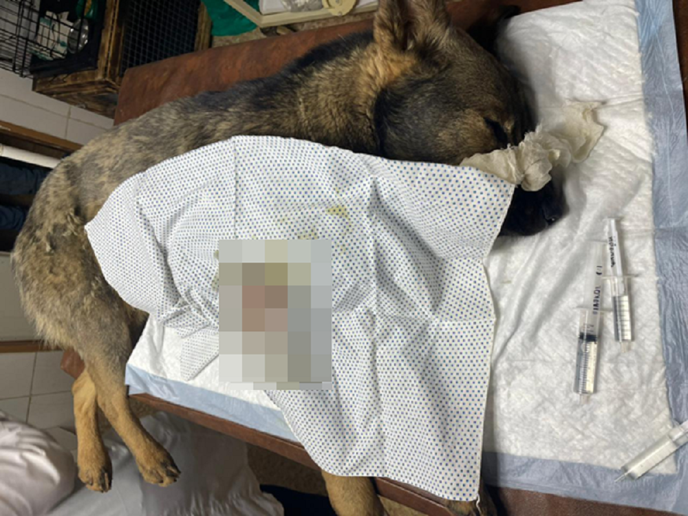 Живодеры в Ростовской области пытались застрелить уличную собаку