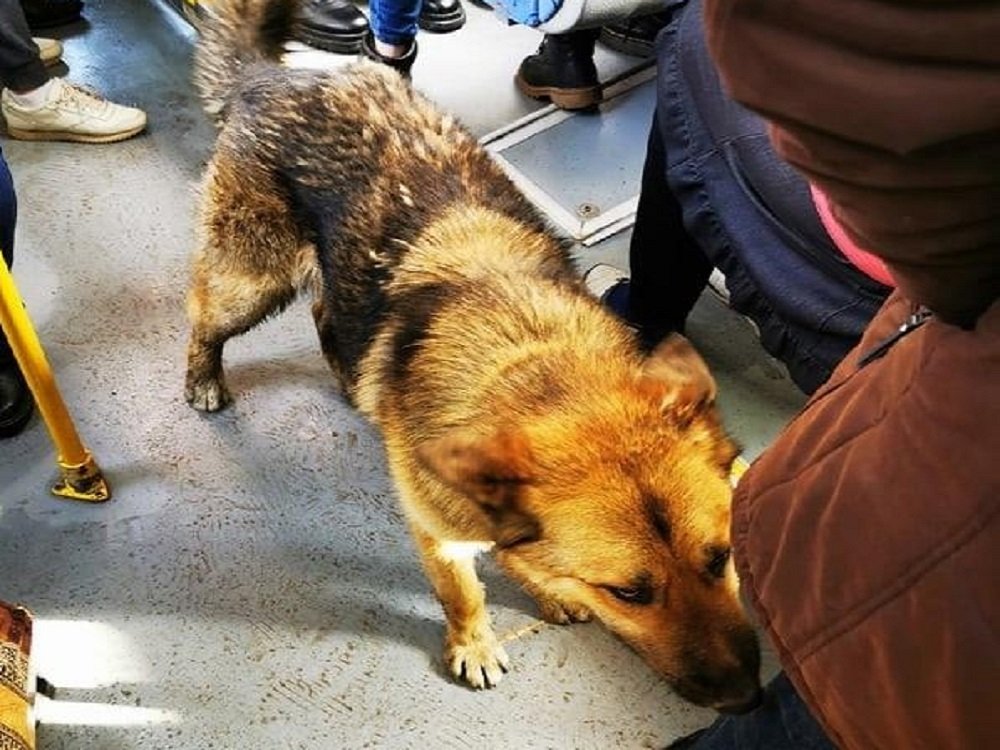 Воспитанная и культурная собака в автобусе удивила ростовчан
