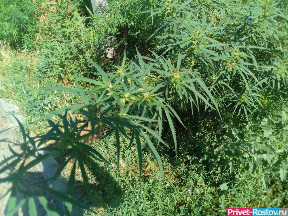 У отвечающего за озеленение музея «Самбекские высоты» нашли «сад» конопли под Ростовом