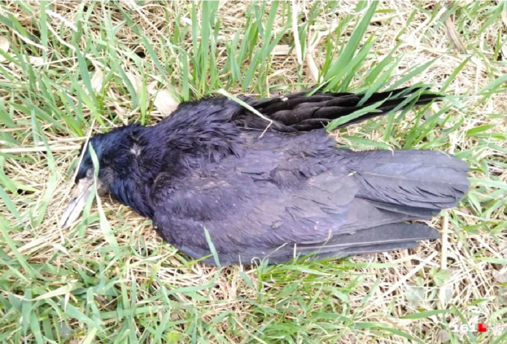 В Ростове-на-Дону началась массовая гибель птиц