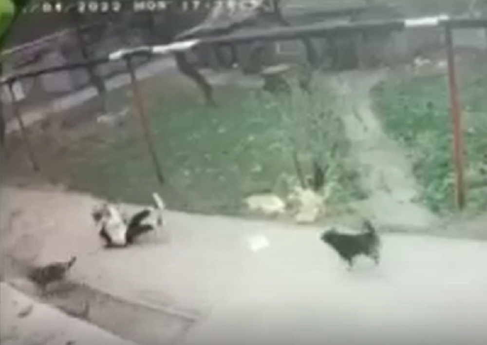 Банда уличных собак едва не разорвала школьника на части в Батайске