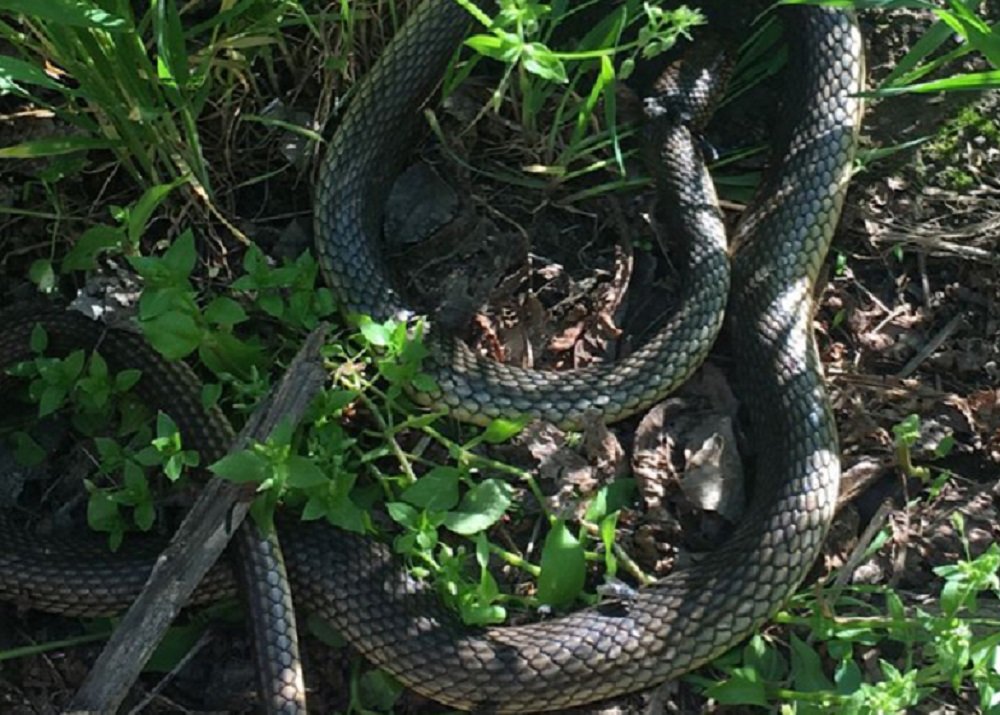 Ростовчан предупредили о змеях, выползающих к жилым домам весной в апреле