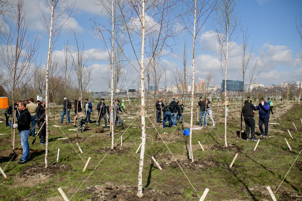 1000 деревьев высажены застройщиком первого ЖК на левом берегу Дона в рамках компенсационного озеленения