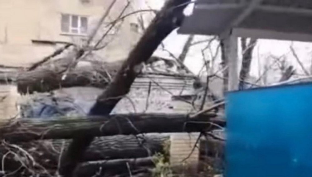 В Ростове-на-Дону огромный тополь упал на детский сад