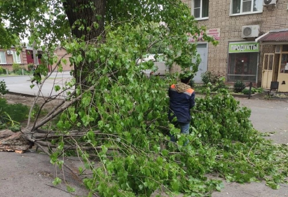 Сильным ветром в Ростове-на-Дону снесло 12 деревьев 14 мая