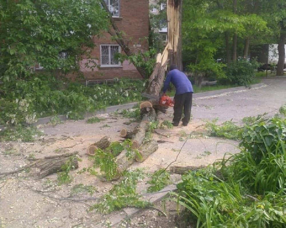 50 деревьев и крупных веток упали в Ростове-на-Дону из-за сильного ветра 22 мая