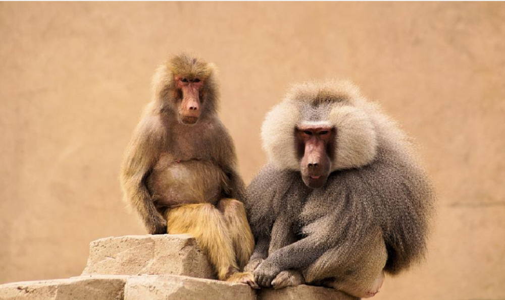 Россиянам перечислили симптомы оспы обезьян поражающей людей