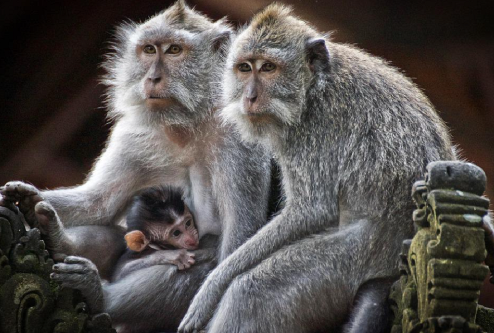 Вирусолог прокомментировал вероятность использования вируса оспы обезьян как биооружия