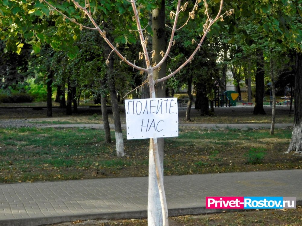 Все засохшие деревья на Зелёном острове в Ростове до 11 мая заменят на новые