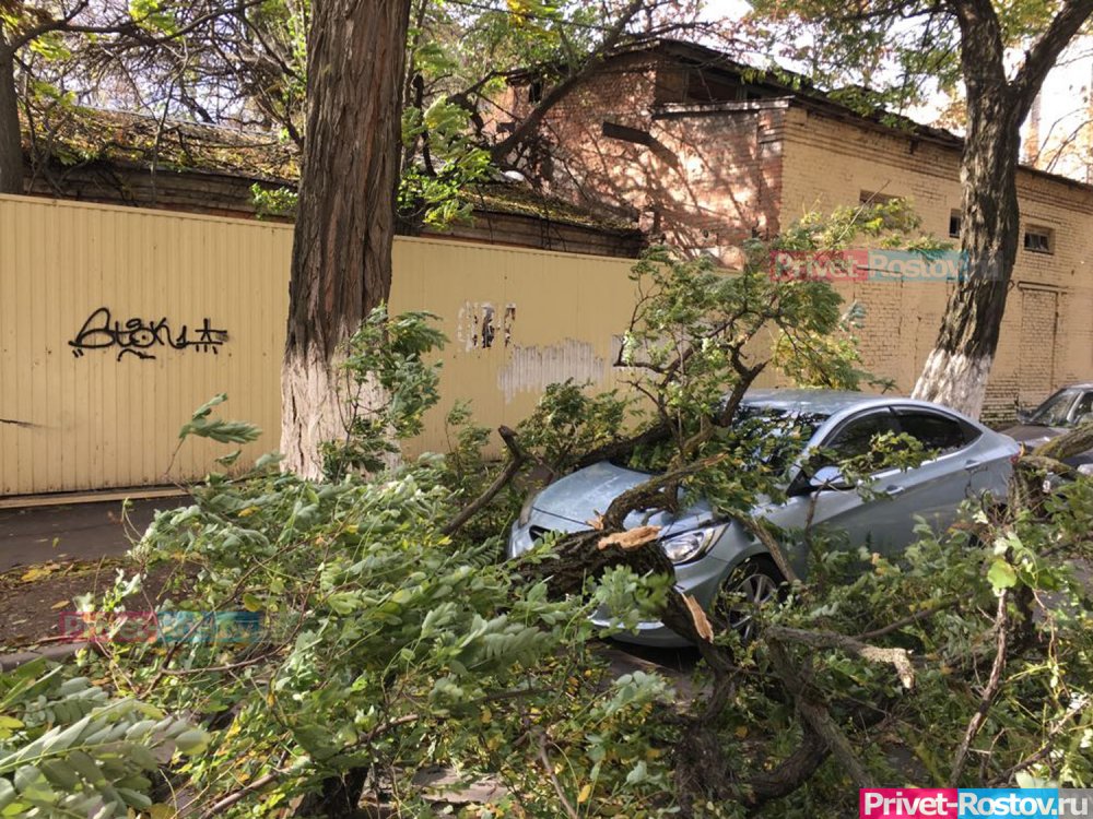 В Ростове-на-Дону из-за сильного ветра упало дерево и повредило иномарку