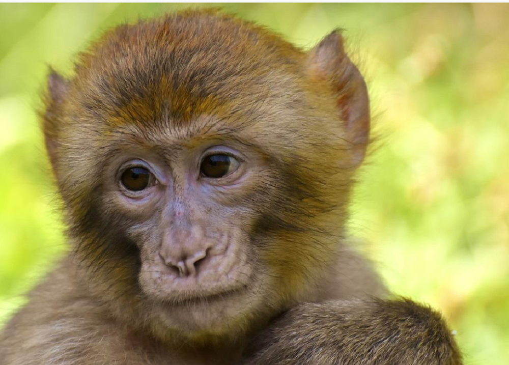 Глава ВОЗ сообщила о нарастающей вспышке оспы обезьян по всему миру