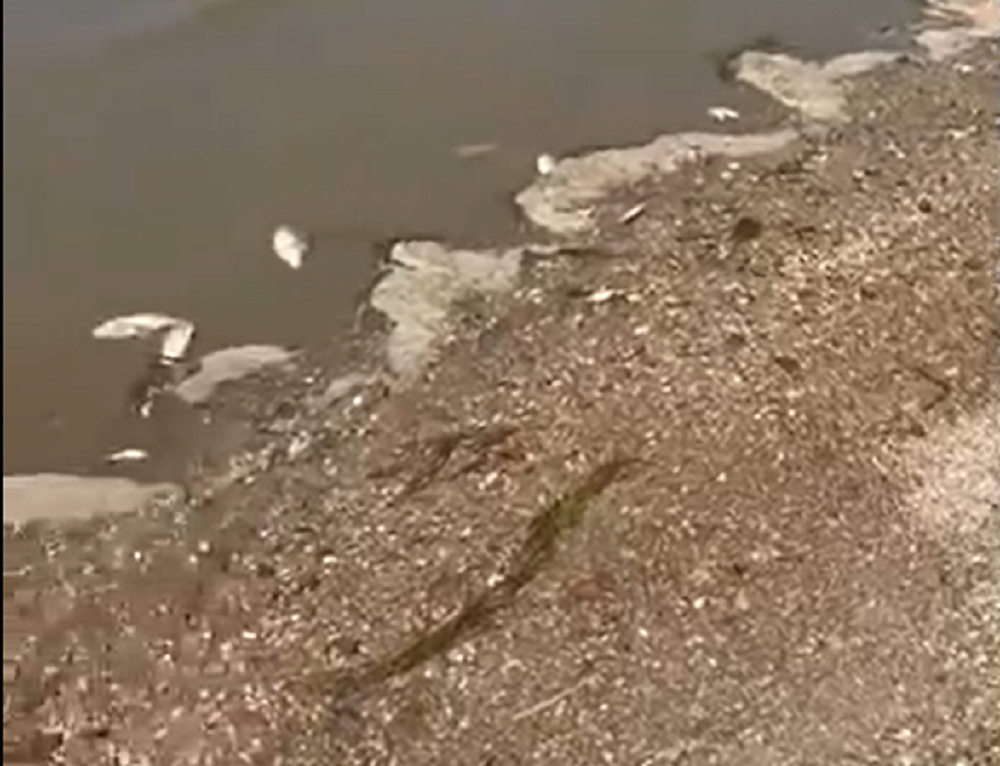 Берег Таганрогского залива в Ростовской области завалило дохлой рыбой 5 июня