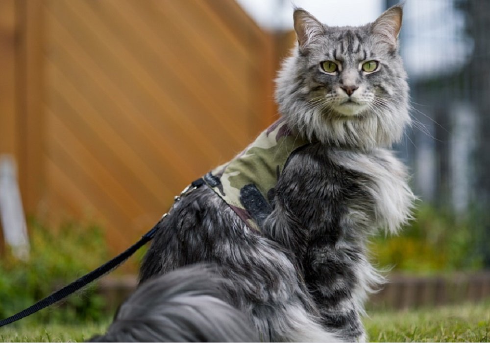 Две недели коты мейн-куны ели свою мертвую хозяйку в Ростовской области