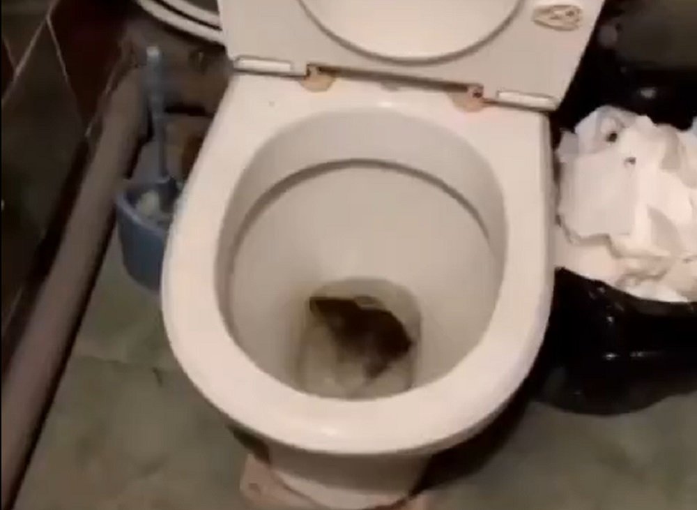 Жителей Ростова-на-Дону шокировала туалетная крыса в квартире многоэтажки