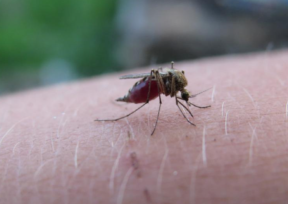 Потравить всех комаров в Таганроге не смогли из-за сильного дождя