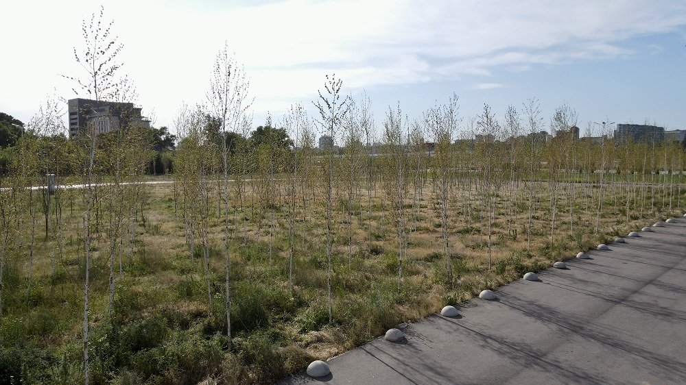 В ГК «ЮгСтройИнвест» рассказали о ходе компенсационных посадок деревьев в Ростове