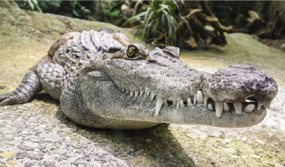 Власти в Батайске не подтвердили информацию о сбежавшем зубастом крокодиле