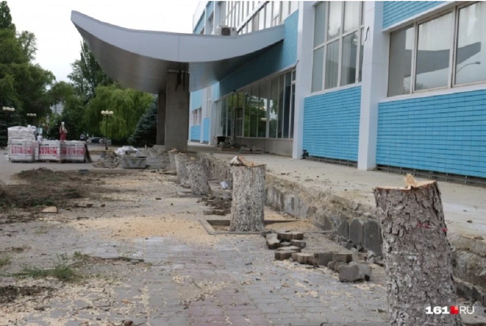 В Ростове возле бассейна «Волна» вырубили многолетние ели днем 30 июня