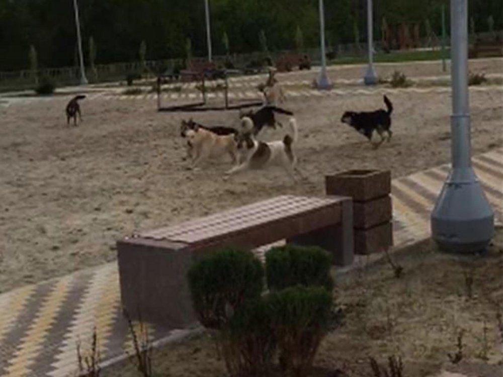Бродячие псы в Таганроге чуть не загрызли до смерти троих детей 15 июня
