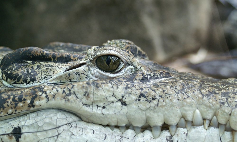 Сбежавшего в Батайске крокодила разыскивают уже неделю по всей Ростовской области
