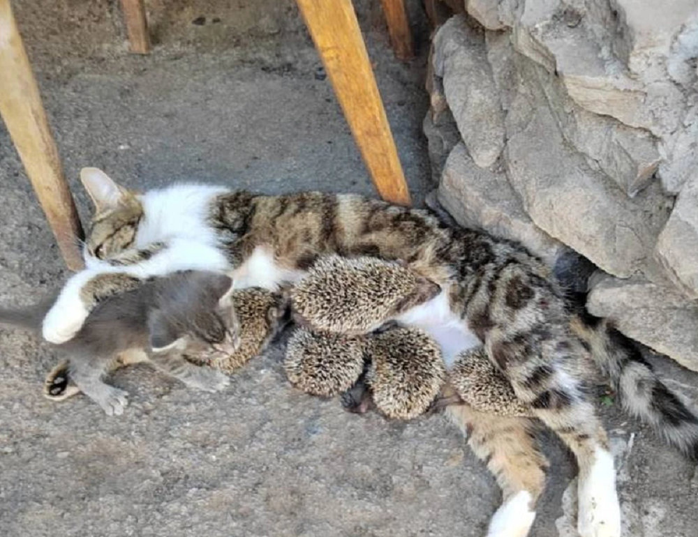 В Ростовской области домашняя кошка выкормила осиротевших ежат